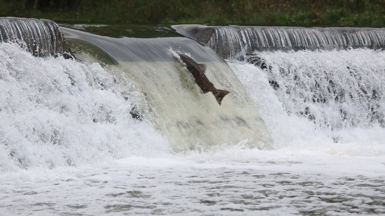 Atlantic Salmon Migrating Upstream at the Old Mill Dam.