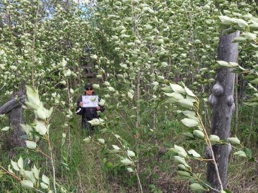 Vegetation change over a ten-year period (2006-2016) at a camp on the Bonnet Plume River
