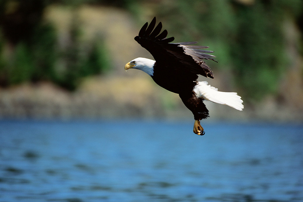 Bald eagles, once extirpated from the Detroit River, have resurged. Photo: Essex Region Conservation Authority