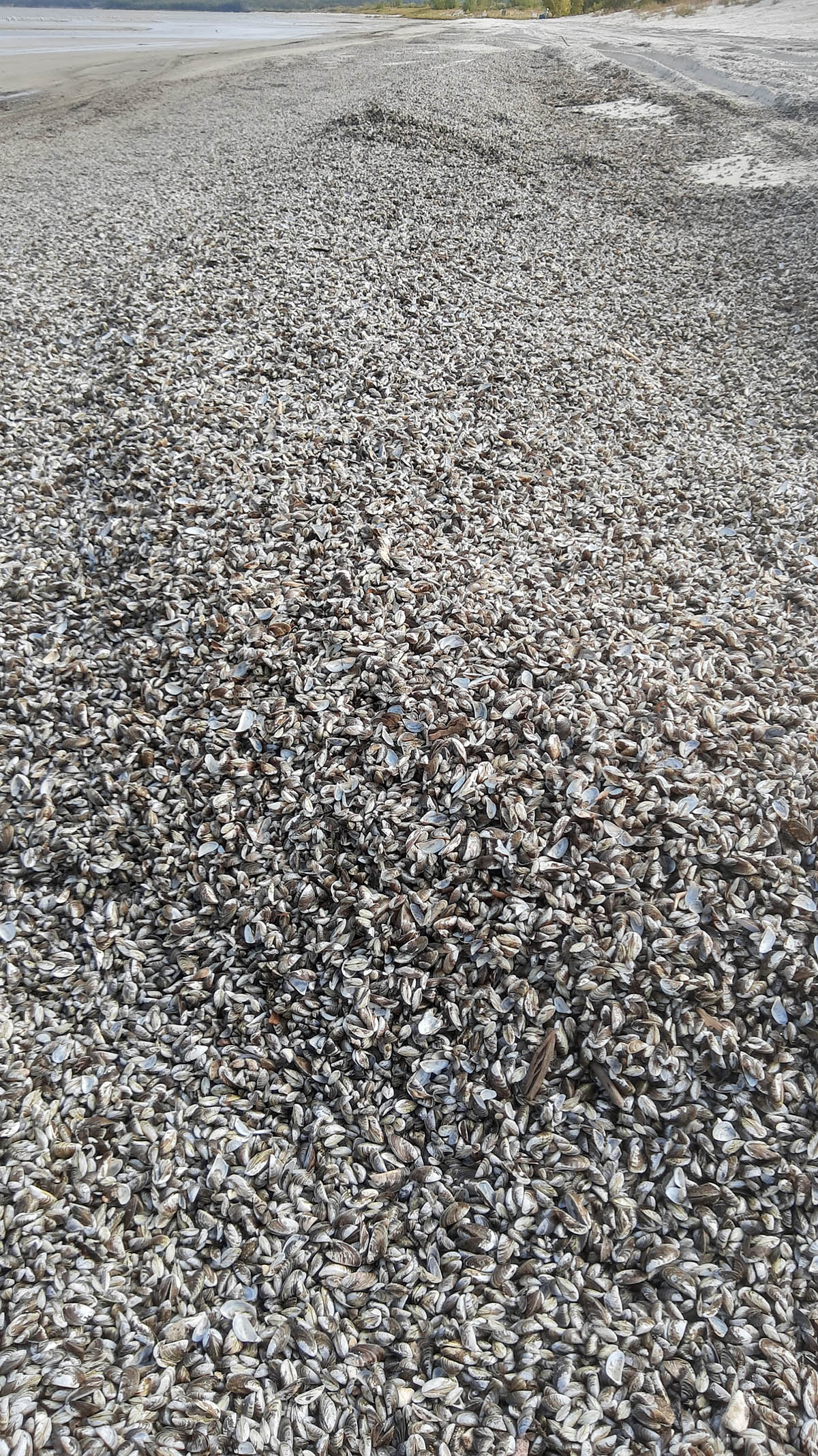 Les moules zébrées sur la plague « Grand Beach » 