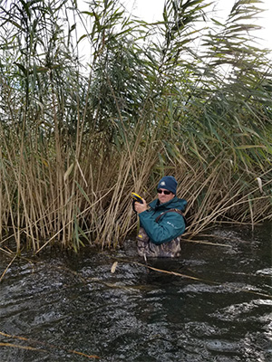 An employee taking measures on european phramites. / Un employé prenant des mesures sur des roseaux communs.