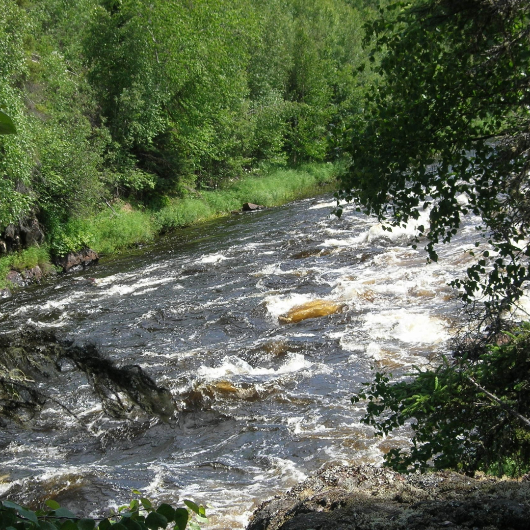 Des rapides dans une section étroite de la rivière, vus de la rive.