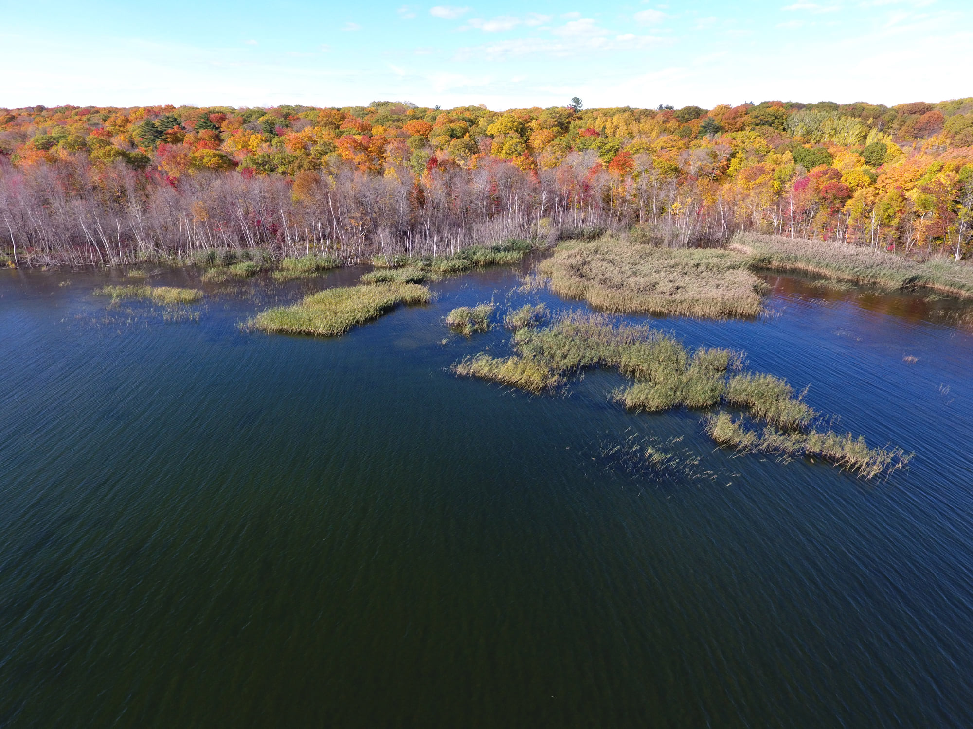 Common Reed taking over a bay