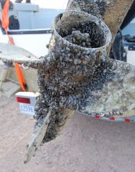 Les moules zébrées s'incrustent sur un bateau