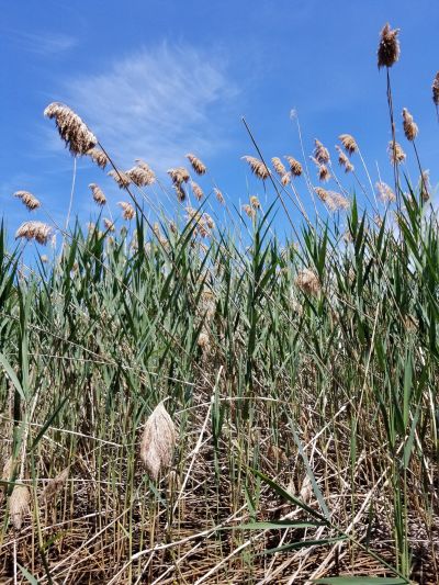 European phragmites in the wind. / Roseaux communs dans le vent.