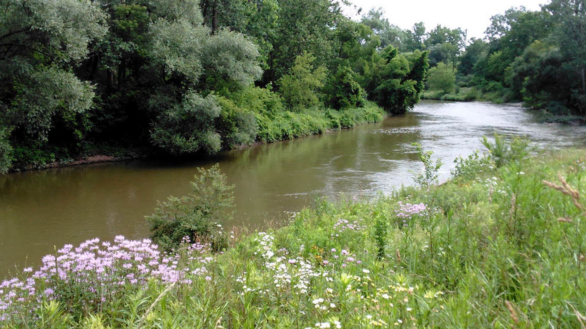 Les fleurs de bergamote sont une des nombreuses espèces de la flore poussant le long des rives de la rivière Thames.