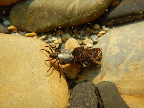 Caddisfly © Living Lakes Canada; Heather Crochetiere performing a kick