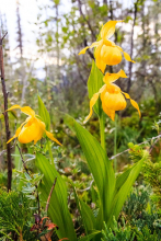 Yellow lady slippers abound along the Flower Loop Photo: Rogier Gruys