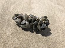 Les moules zébrées