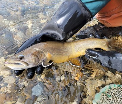 Omble à tête plate. Photo : Parcs Canada