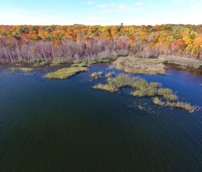 Large patches of European phragmites on the side of a lake. / Grandes parcelles de roseau commun sur le bord d'un lac.