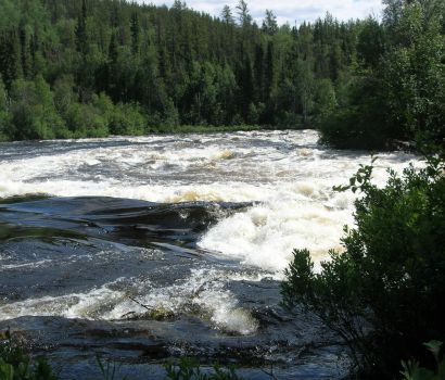 Rapides tumultueux entourée d'une forêt de conifères.