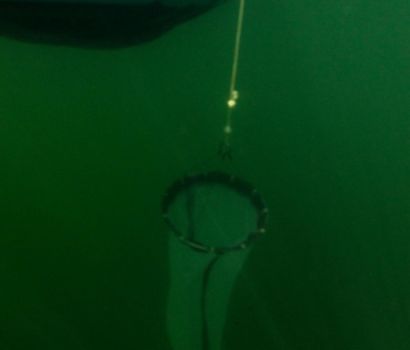 Image sous-marine d'un filet, alors que les scientifiques surveillent les espèces aquatiques envahissantes dans le parc national Banff.