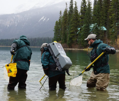 Le personnel de Parcs Canada pêche à l'électricité dans le lac Emerald, dans le parc national Yoho, pour vérifier la présence du tournis des truites.