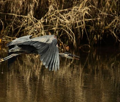 Un grand héron bleu vole au-dessus de la rivière Cowichan.