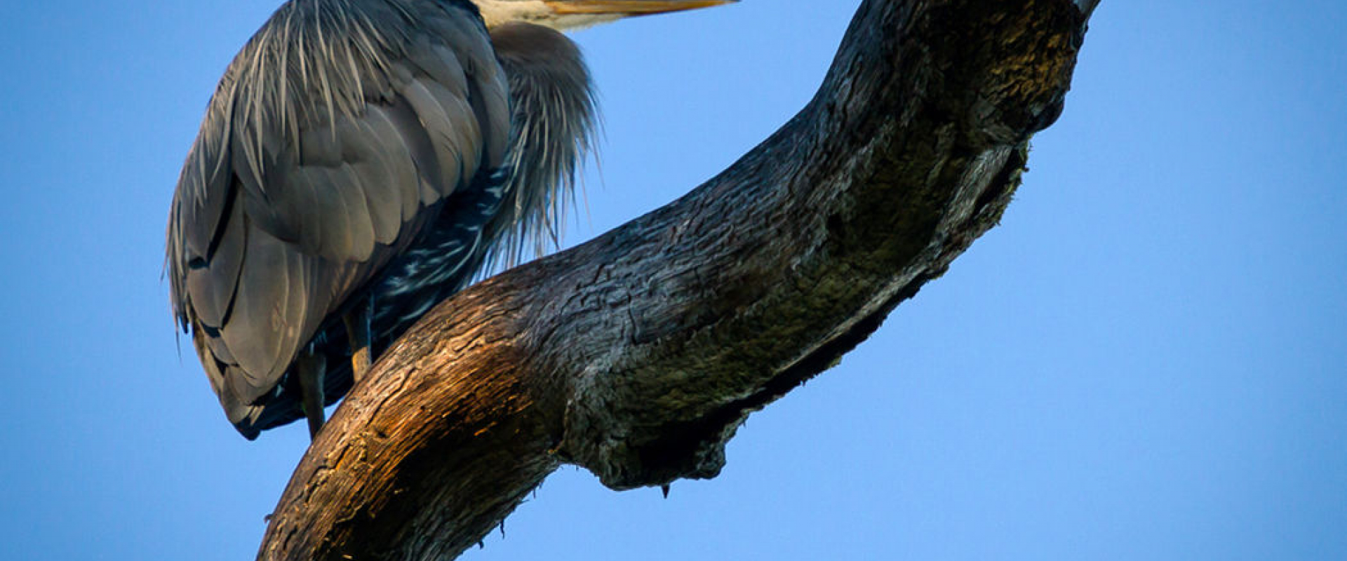 Great blue heron perched on tree branch in Somenos Marsh Conservation Area.