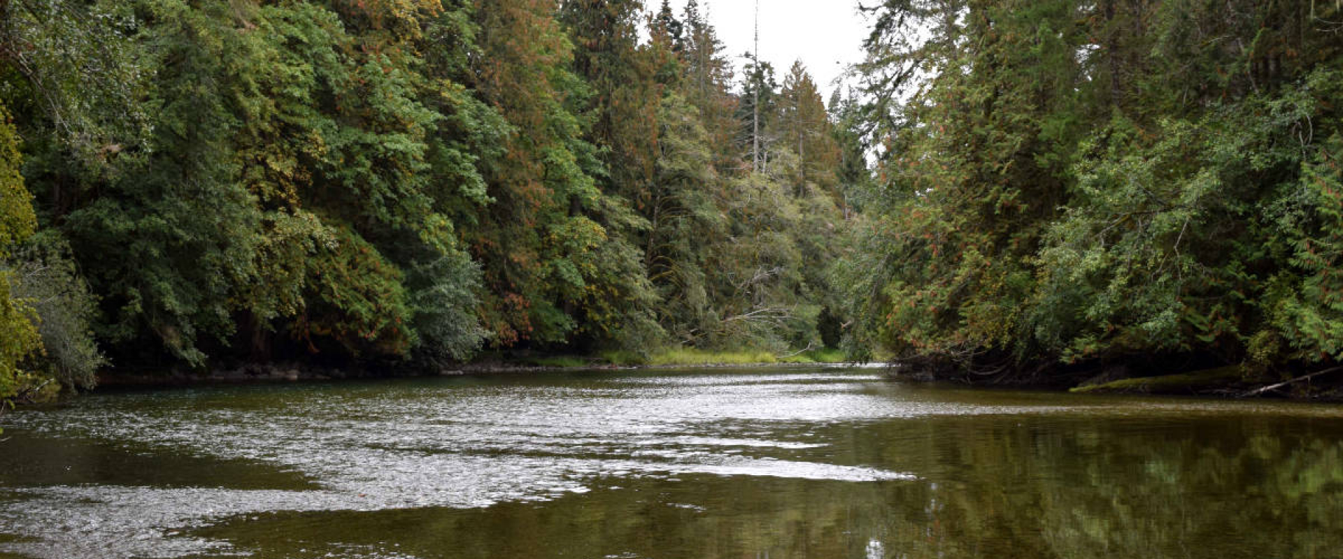 River at low flow in early fall, running through the Sandy Pool Regional Park forest.