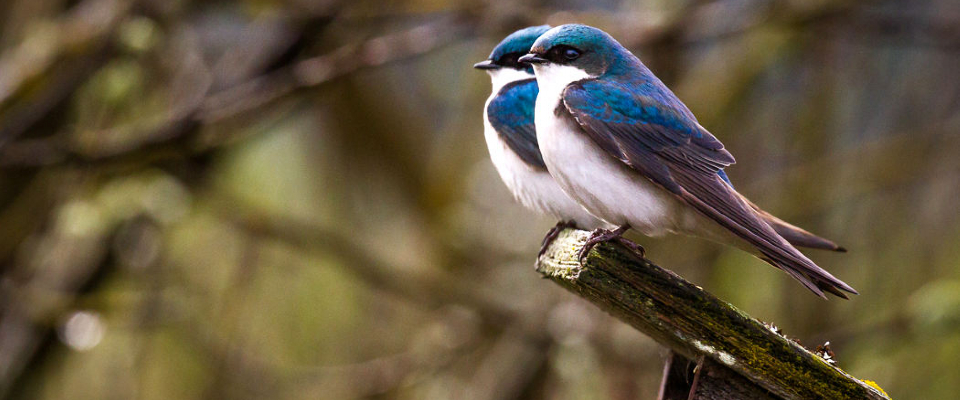 Two tree swallows perched on top of a wooden box in the forest.