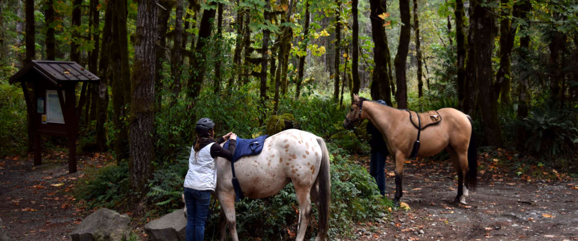 Two horses in the forest, one is being prepped for riding by a woman.