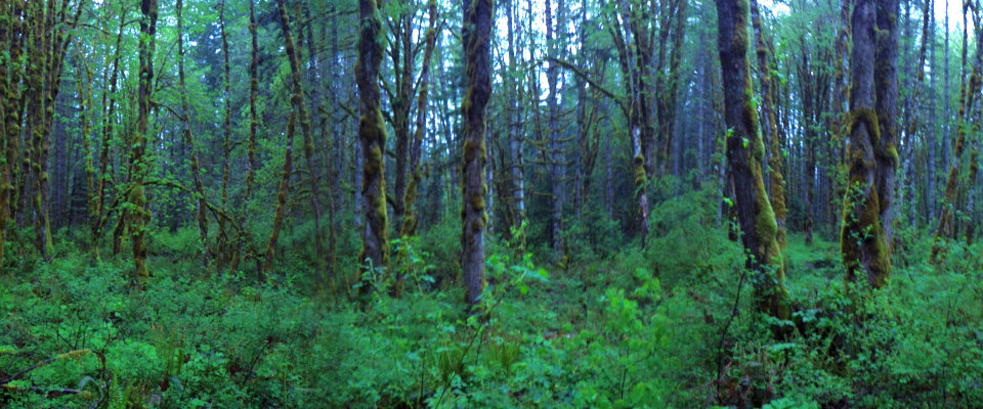 A panoramic view of the Coastal Western Hemlock Zone forest with moss-covered trees and thick understory growth.