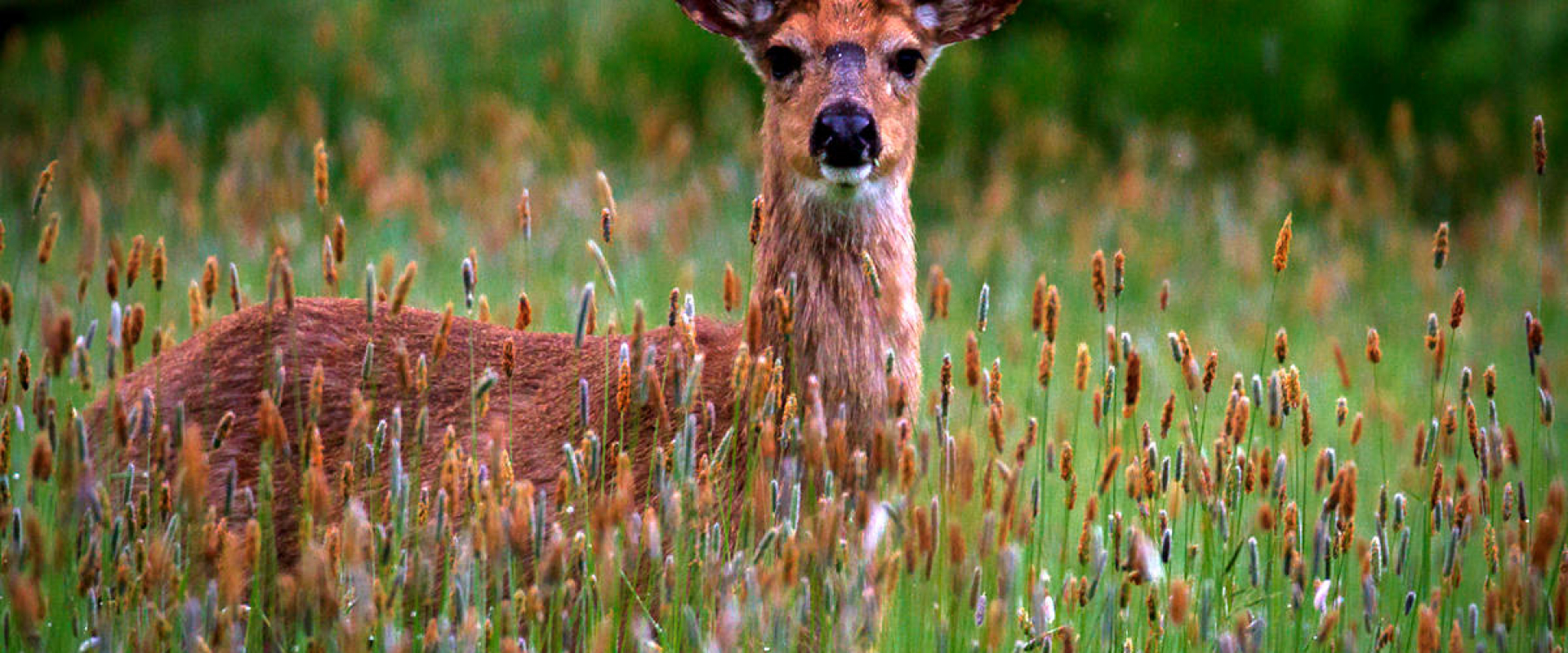 Deer standing in tall grass looking towards the camera.