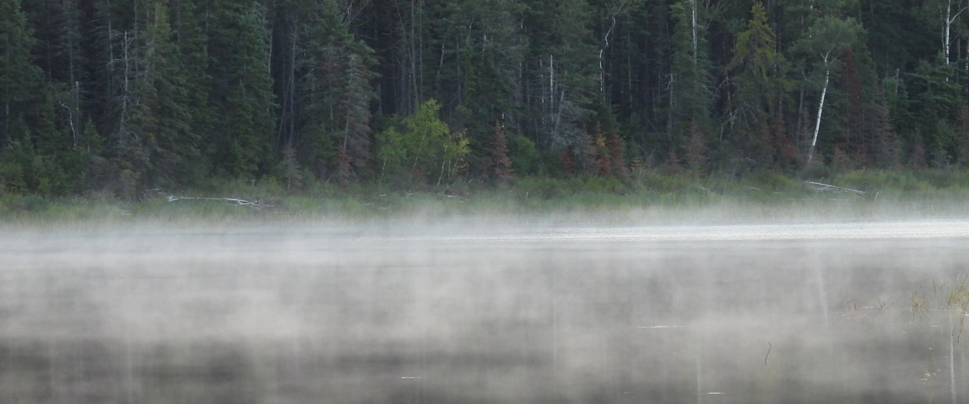 Calm water body with a thin layer of mist and dark trees. / Cours d'eau calme avec une fine couche de brume et des arbres foncés.