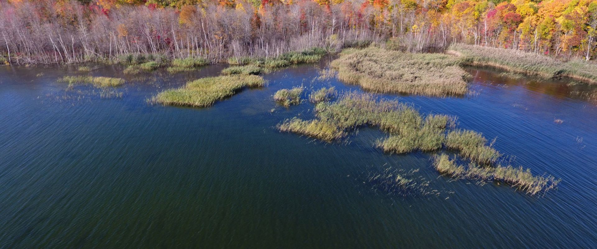 Large patches of European phragmites on the side of a lake. / Grandes parcelles de roseau commun sur le bord d'un lac.